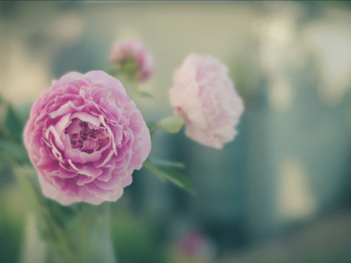 Velvet Peonies - Fine Art Print