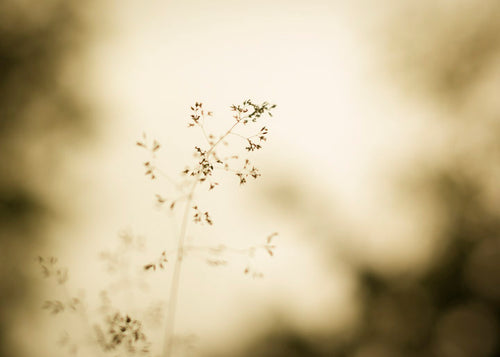 Smoky Grasses - Fine Art Print