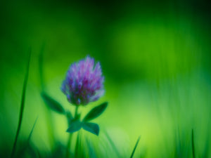 Dreaming Clover - Fine Art Print