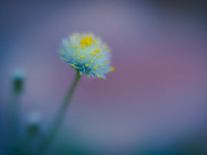 Gorgeous Groundsel - Fine Art Print