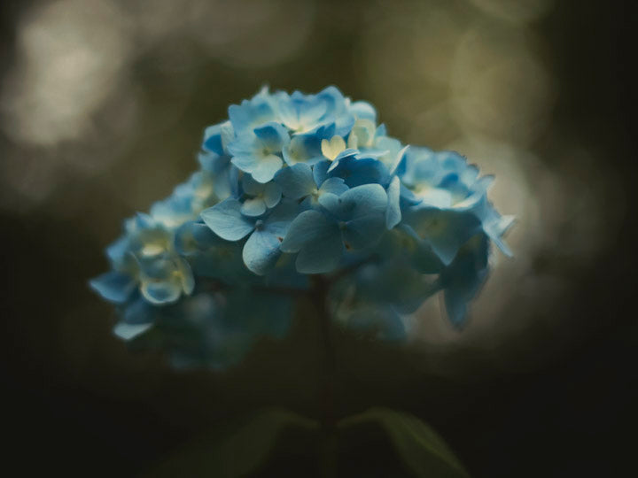 blue hydrangea hydrangeas bokeh background blue flowers plant