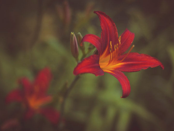 Red lily fine art print taken in England by Charlie Budd The Tall Photographer 
