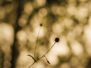 colewort seed head wood avens herb bennet against bokeh of woodland leaves warwickshire oversleep woods by charlie budd the tall photographer