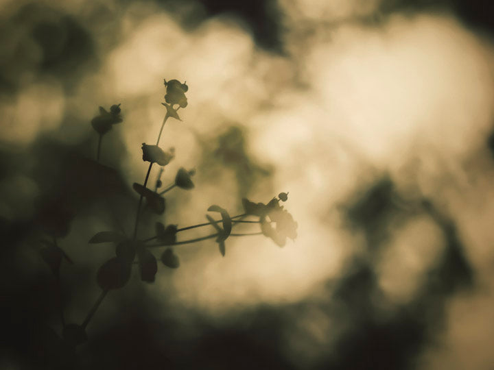 Euphorbia silhouetted against bokeh of the tree canopy in oversleep woods warwickshire photographed by charlie budd the tall photographer