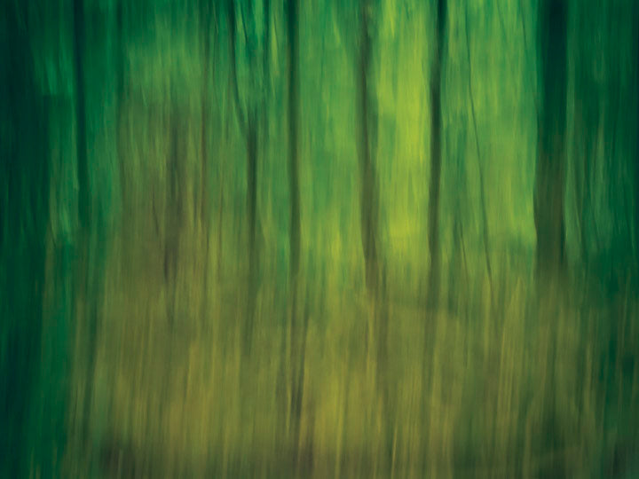 abstract impressionist photograph of trees at dusk looking like tiger stripes thus called tiger woods taken in oversleep woods warwickshire by charlie budd the tall photographer