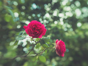 deep pink roses tilt shift lens baby photograph green bokeh light tree filtering by charlie budd the tall photographer