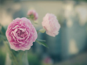 pink peonies in a green teal bokeh garden flowers 